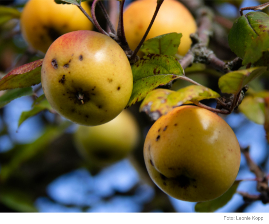 Äpfel