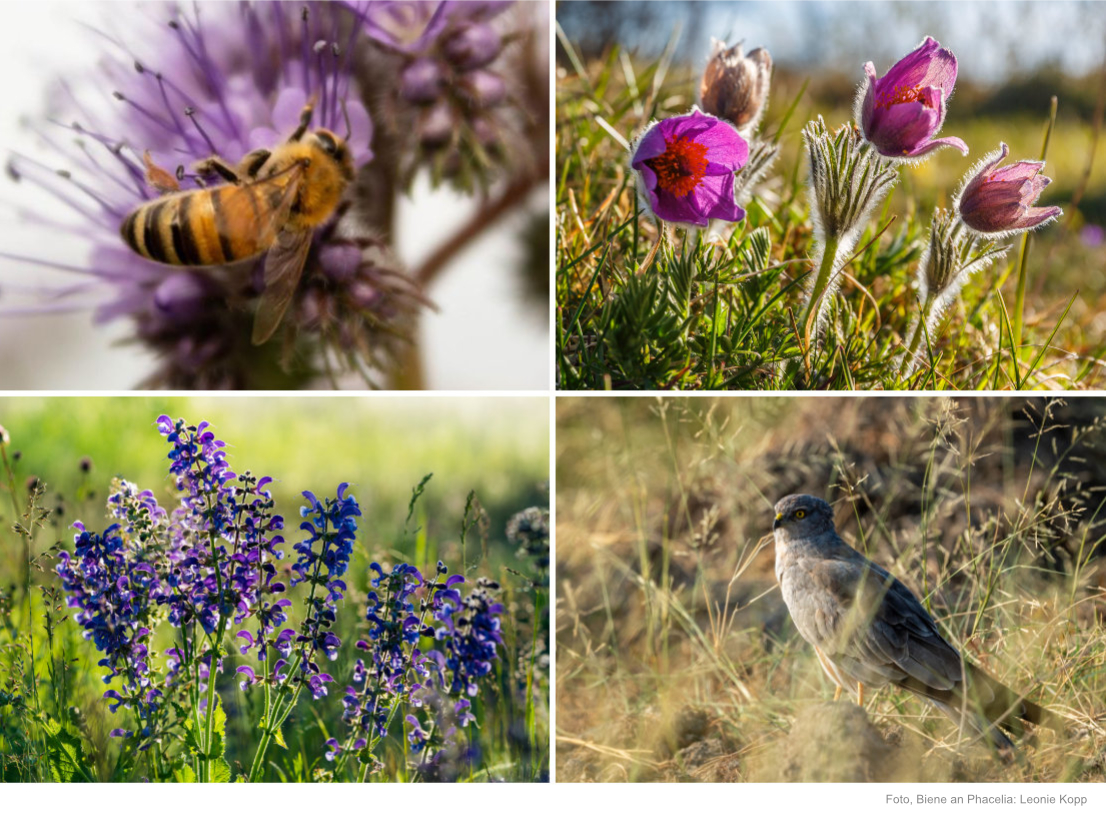 Collage Feld