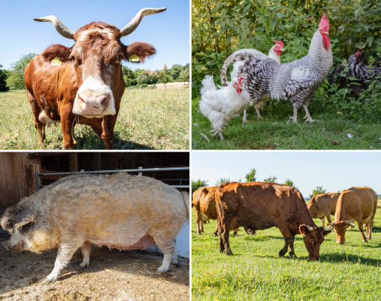 Collage Tiere